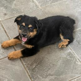 Chip - Black tri male Miniature Australian Shepherd puppy in Medical Lake, Washington from MAS Gone Rogue