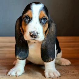 Lola - Black tan and white female Basset Hound puppy in Lebanon, Ohio from Lady Mae Bassets