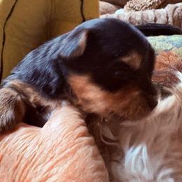 Prince l - Black and gold male Yorkshire Terrier puppy in Phoenix, Arizona from Coursey’s Yorkies