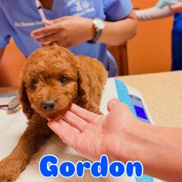 Cavapoo Puppies from Patriot Pups Cavapoos