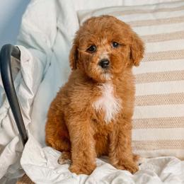 Cash - Red  male Goldendoodle puppy in Iola, Texas from Supreme Doodles of Texas