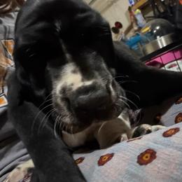 Boy 5 - Black and white male Basset Hound puppy in Pflugerville, Texas from Mountain Mama Bassets