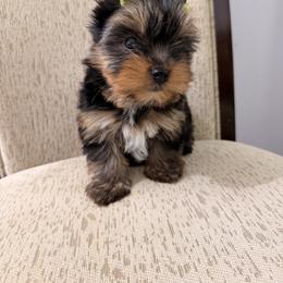 Yorkshire Terrier Puppies from Nalley Kennels