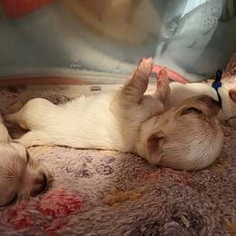 Toffee - Cream male Chihuahua puppy in Jacksonville, Florida from Precious Paws of Florida - Chihuahuas