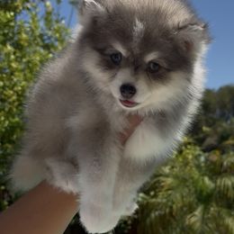 Pomsky Puppies from Royal Pomskies