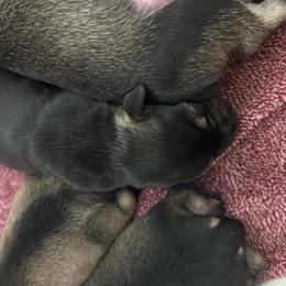 Girl 2 - Salt and pepper female Miniature Schnauzer puppy in Springfield, Tennessee from My Lovable Schnauzers
