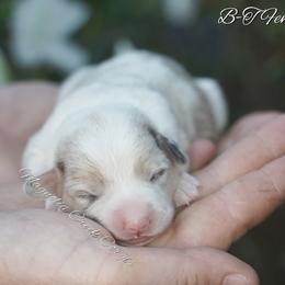 American Corgi and Pembroke Welsh Corgi Puppies from Magnolia Creek Corgis