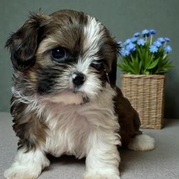 Tommy - Black gold and white male Cavatzu puppy in Oklahoma from Rocky Oak Cavaliers & Biewer Terriers LLC