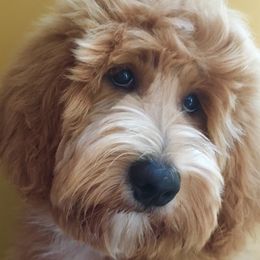 Paisley - Goldendoodle