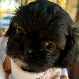 Prince - Brindle and white male Shih Tzu puppy in Victorville, California from RUMBLE n TUMBLE