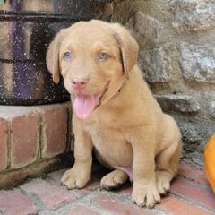 Chesapeake Bay Retrievers from Forty Acres Chesapeake Bay Retrievers