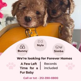 Cavapoo puppies from PoodleswithLove