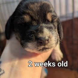 Violet - Black brown and white female Basset Hound puppy in Cardington, Ohio from Buckeye Bassets 419