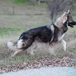 Solara - German Shepherd