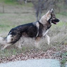 Solara - German Shepherd