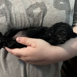 Pure black - Black female Poodle puppy in Sherman, Texas from Ruth’s Poodles