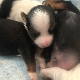 Yorkshire Terrier Puppies from Jackie Jenny’s Precious Yorkies