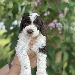 Prince - Parti male Double Doodle puppy in Yoakum, Texas from The Scott’s Dood Ranch