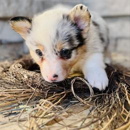 Harvest-White collar male - Blue merle and white male American Corgi puppy in Benjamin, Utah from Nuna’s  Corgis