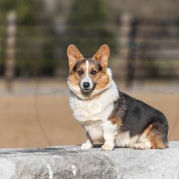 Stocker - Blue male Pembroke Welsh Corgi puppy in Fayetteville, Tennessee from Sulphur Springs Corgis