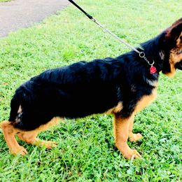 German Shepherd Puppies from Finca Vom Chaveco