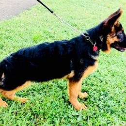 German Shepherd Puppies from Finca Vom Chaveco