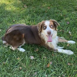 Finn - Australian Shepherd