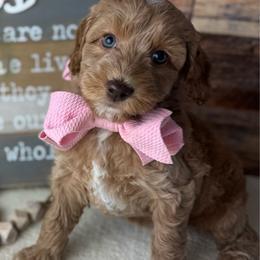 Pearl - Caramel cream female Australian Labradoodle puppy in Dawson, Georgia from Still Pond Australian Labradoodles