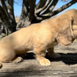 Barron - Cream male Dachshund puppy in Brenham, Texas from 1 Moore Dachshund
