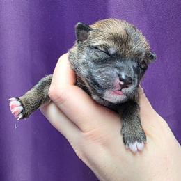 Boy 1 - Red male Shiba Inu puppy in Denver, Colorado from Diamonds In The Ruff Boston Terriers