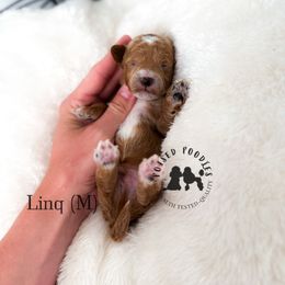 Linq - Red  male Poodle puppy in Queen Creek, Arizona from Poised Poodles