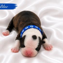 Blue collar - Black brindle and white male Boston Terrier puppy in Sunnyside, Washington from Boston Terriers