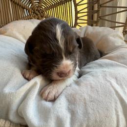 Apollo - Red tri-color male Australian Shepherd puppy in Grants Pass, Oregon from Carmel Mountain Aussies