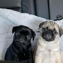 Pug Puppies from Cupid’s Pugs