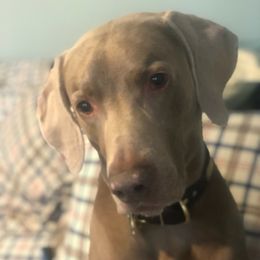 Weimaraners from Palimar Weimaraners