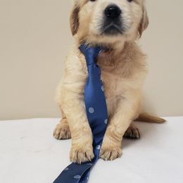 Goldendoodle and Golden Retriever Puppies from Servant Kennel