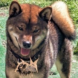 Kenai - Shiba Inu