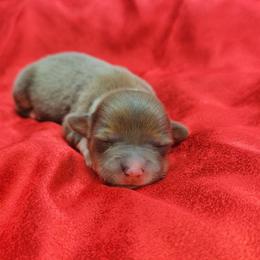 Cupid (bluie Sable) - Blue male Pembroke Welsh Corgi puppy in Washington from Castle View Royal Rumps