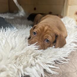 Vizsla Puppies from April Wolf