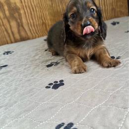 Noodle-   (Cadbury Egg) - Red male Dachshund puppy in Wolf Lake, Indiana from Canisteo Dachshunds