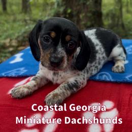 Black And Tan Boy With Beautiful Ticking - Black and tan male Dachshund puppy in Brunswick, Georgia from Coastal Georgia Miniature Dachshunds