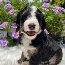Phoebe - Tri-color female Bernedoodle puppy in The Woodlands, Texas from Gracie's Goldendoodles and Bernedoodles
