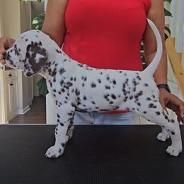 Dalmatian Puppies from Spotted Theory