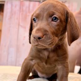 Purple Collar Chocolate Female - Chocolate female Labrador Retriever puppy in Gainesville, Georgia from Rucker Retrievers