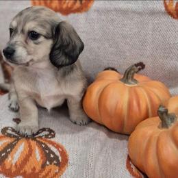 Abbie Tiny Cream Dapple 6000 - Dapple female Dachshund puppy in Denton, Georgia from Pleasantdachs Minis