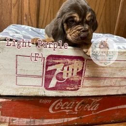 Bloodhound Puppies from McNeely Saline River Bloodhounds