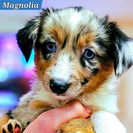Magnolia - Blue merle female Miniature Australian Shepherd puppy in Punta Gorda, Florida from Christie's Creekside Aussies