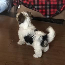 Yorkshire Terrier Puppies from MagnoliaYorkies