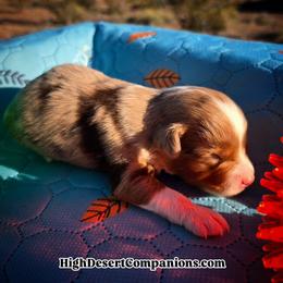 Mr. Dolce - Red merle male Toy Australian Shepherd puppy in Dolan Springs, Arizona from High Desert Companions