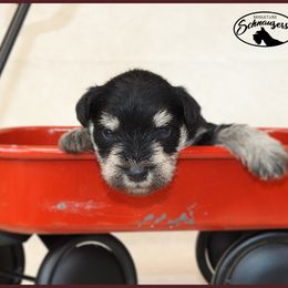 AKC 25010 - Black and silver male Miniature Schnauzer puppy in Mount Airy, Georgia from Miniature Schnauzers GA, LLC